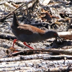 Zapornia tabuensis at Fyshwick, ACT - 4 Oct 2017 12:37 PM