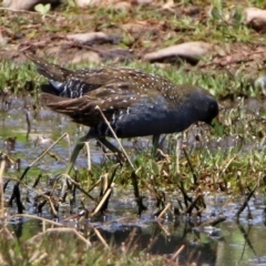 Porzana fluminea (Australian Spotted Crake) at Fyshwick, ACT - 10 Nov 2017 by RodDeb