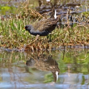 Porzana fluminea at Fyshwick, ACT - 10 Nov 2017 12:12 PM