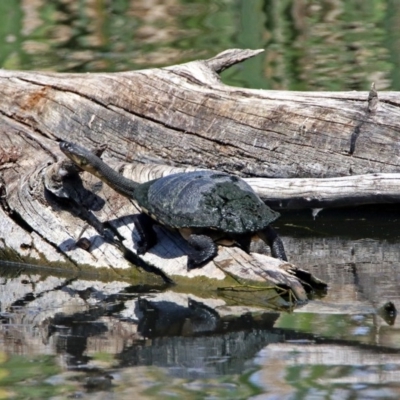 Chelodina longicollis (Eastern Long-necked Turtle) at Fyshwick, ACT - 4 Oct 2017 by RodDeb