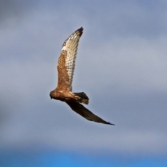 Circus approximans (Swamp Harrier) at Fyshwick, ACT - 8 Sep 2017 by RodDeb