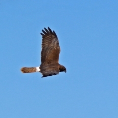 Circus approximans at Fyshwick, ACT - 8 Sep 2017 12:22 PM