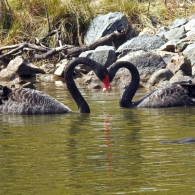 Cygnus atratus (Black Swan) at Paddys River, ACT - 21 Sep 2017 by RodDeb