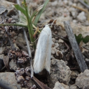 Philobota productella at Conder, ACT - 4 Nov 2017 06:58 PM