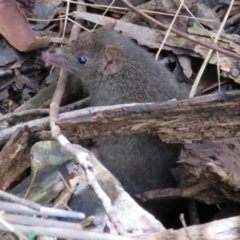 Antechinus mimetes mimetes (Dusky Antechinus) at Paddys River, ACT - 22 Sep 2016 by RodDeb