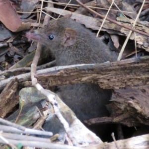 Antechinus mimetes mimetes at Paddys River, ACT - 23 Sep 2016 12:00 AM