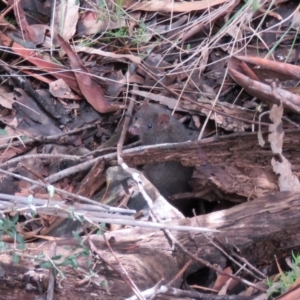 Antechinus mimetes mimetes at Paddys River, ACT - 23 Sep 2016 12:00 AM