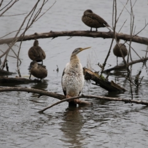 Anhinga novaehollandiae at Kingston, ACT - 16 Nov 2017 11:50 AM