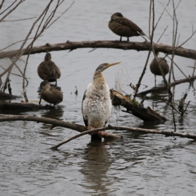 Anhinga novaehollandiae (Australasian Darter) at Kingston, ACT - 16 Nov 2017 by Alison Milton