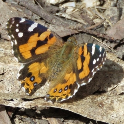 Vanessa kershawi (Australian Painted Lady) at Paddys River, ACT - 21 Oct 2016 by RodDeb