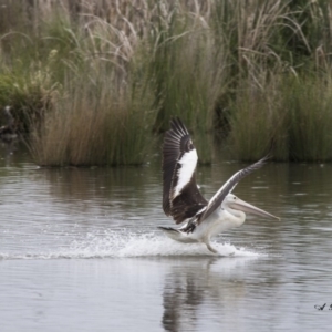 Pelecanus conspicillatus at Kingston, ACT - 16 Nov 2017