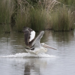 Pelecanus conspicillatus at Kingston, ACT - 16 Nov 2017