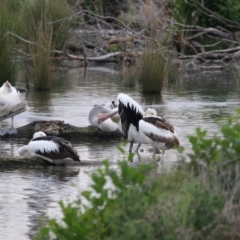 Pelecanus conspicillatus at Kingston, ACT - 16 Nov 2017