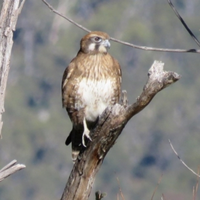 Falco berigora (Brown Falcon) at Paddys River, ACT - 14 Jun 2016 by RodDeb