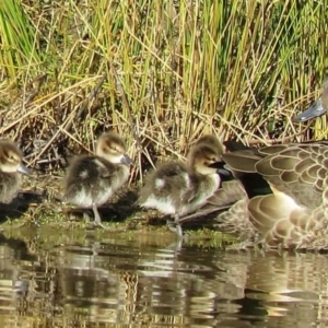 Anas gracilis at Paddys River, ACT - 5 Aug 2016