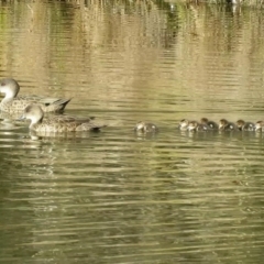 Anas gracilis at Paddys River, ACT - 5 Aug 2016