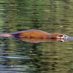 Ornithorhynchus anatinus (Platypus) at Tidbinbilla Nature Reserve - 19 Feb 2017 by RodDeb