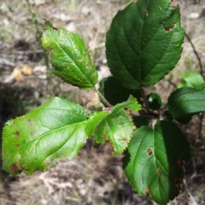 Malus pumila at Kambah, ACT - 20 Nov 2017