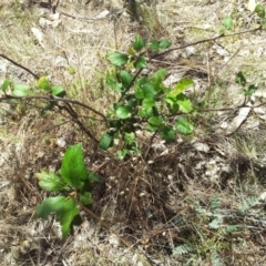 Malus pumila at Kambah, ACT - 20 Nov 2017 12:21 PM