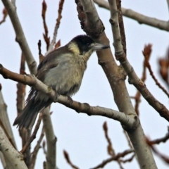 Cracticus torquatus (Grey Butcherbird) at Molonglo Valley, ACT - 1 Aug 2017 by RodDeb