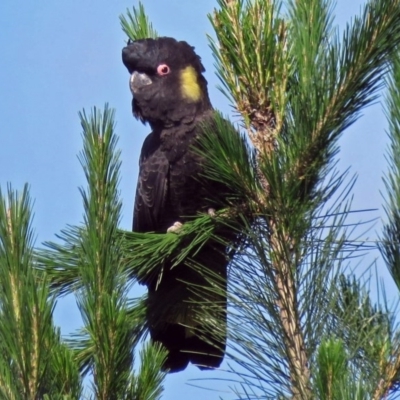 Zanda funerea (Yellow-tailed Black-Cockatoo) at Molonglo Valley, ACT - 28 Nov 2016 by RodDeb