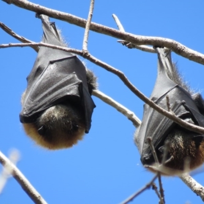 Pteropus poliocephalus (Grey-headed Flying-fox) at Mount Ainslie to Black Mountain - 16 Sep 2016 by RodDeb