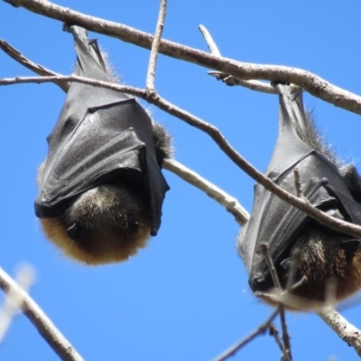 Pteropus poliocephalus (Grey-headed Flying-fox) at Commonwealth & Kings Parks - 16 Sep 2016 by RodDeb