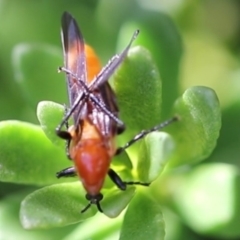 Bibio imitator (Garden maggot) at Higgins, ACT - 19 Nov 2017 by AlisonMilton