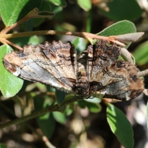 Pholodes sinistraria at Higgins, ACT - 20 Nov 2017 08:41 AM