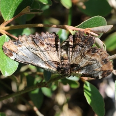 Pholodes sinistraria (Sinister or Frilled Bark Moth) at Higgins, ACT - 20 Nov 2017 by AlisonMilton