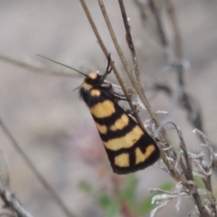 Eutane terminalis (Banded Lichen Moth) at Rob Roy Range - 4 Nov 2017 by MichaelBedingfield