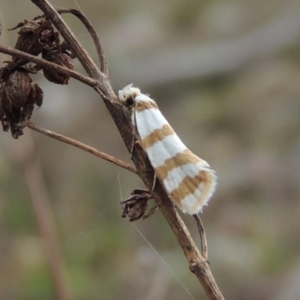 Eulechria contentella at Conder, ACT - 4 Nov 2017 07:15 PM