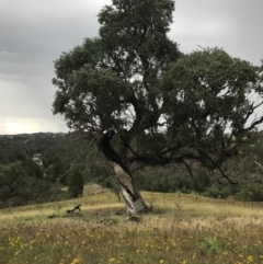 Eucalyptus bridgesiana (Apple Box) at Belconnen, ACT - 26 Nov 2017 by patrickharvey