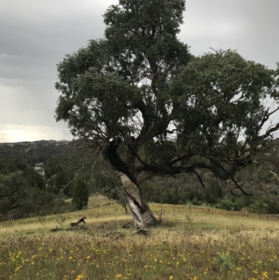 Eucalyptus bridgesiana (Apple Box) at Belconnen, ACT - 26 Nov 2017 by patrickharvey