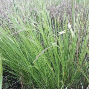 Lachnagrostis filiformis at Breadalbane, NSW - 28 Nov 2017