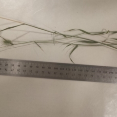 Echinopogon caespitosus at Molonglo River Reserve - 29 Nov 2017