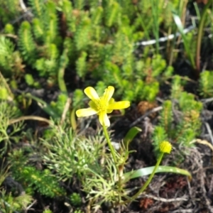 Ranunculus inundatus at Breadalbane, NSW - 28 Nov 2017