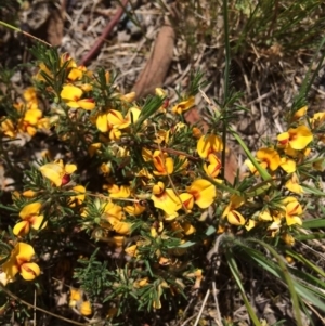 Pultenaea laxiflora at Aranda, ACT - 29 Nov 2017 01:04 PM