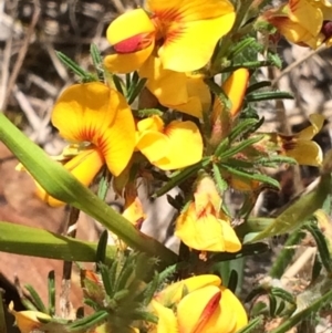 Pultenaea laxiflora at Aranda, ACT - 29 Nov 2017 01:04 PM