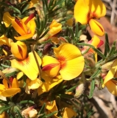 Pultenaea laxiflora at Aranda, ACT - 29 Nov 2017 01:04 PM