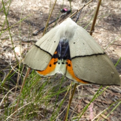 Gastrophora henricaria (Fallen-bark Looper, Beautiful Leaf Moth) at Aranda Bushland - 28 Nov 2017 by AndyRussell