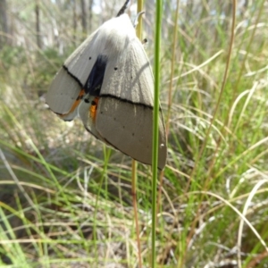 Gastrophora henricaria at Belconnen, ACT - 29 Nov 2017