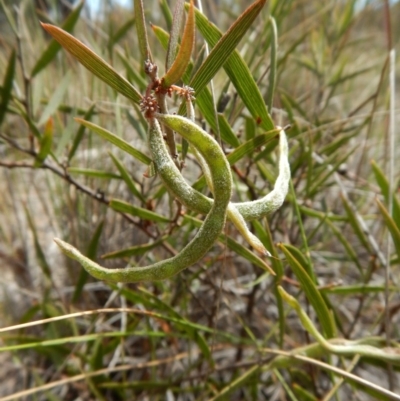 Acacia lanigera var. lanigera (Woolly Wattle, Hairy Wattle) at Aranda, ACT - 29 Nov 2017 by CathB