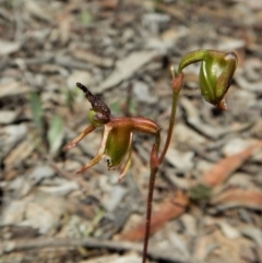 Caleana minor (Small Duck Orchid) at Aranda, ACT - 29 Nov 2017 by CathB