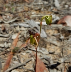 Caleana minor at Aranda, ACT - 29 Nov 2017