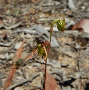 Caleana minor at Aranda, ACT - suppressed