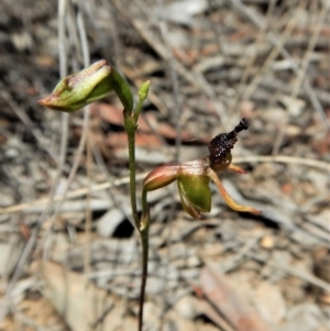 Caleana minor at Aranda, ACT - 29 Nov 2017