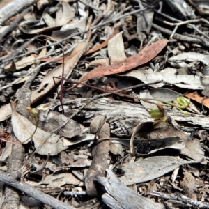 Caleana minor at Aranda, ACT - suppressed