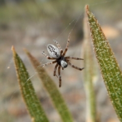 Badumna sp. (genus) (Lattice-web spider) at Aranda, ACT - 29 Nov 2017 by CathB