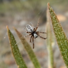 Badumna (genus) (Lattice-web spider) at Aranda, ACT - 29 Nov 2017 by CathB